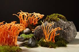 Attēlu rezultāti vaicājumam “Cordyceps”