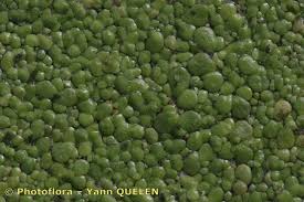 Attēlu rezultāti vaicājumam “Lemna gibba”