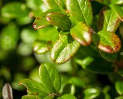 Attēlu rezultāti vaicājumam “Vaccinium vitis-idaea leaf”