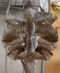 Attēlu rezultāti vaicājumam “Laothoe populi”