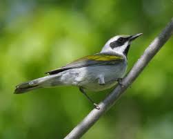 Image result for Vermivora chrysoptera