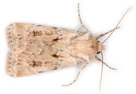 Attēlu rezultāti vaicājumam “Agrotis ripae”