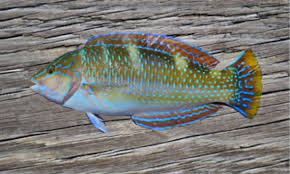 Image result for Halichoeres radiatus