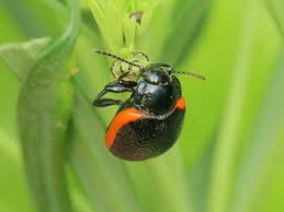 Attēlu rezultāti vaicājumam “Chrysolina sanguinolenta”