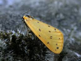 Attēlu rezultāti vaicājumam “Setina irrorella”