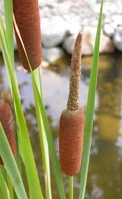 Attēlu rezultāti vaicājumam “Typha angustifolia”