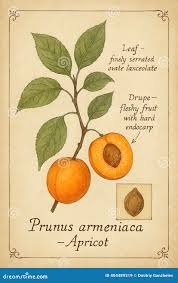 Attēlu rezultāti vaicājumam “Prunus armeniaca fruit”