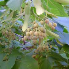 Attēlu rezultāti vaicājumam “Tilia x moltkei”