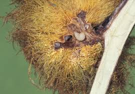 Attēlu rezultāti vaicājumam “Diplolepis eglanteriae”