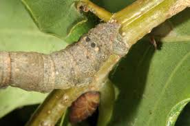 Attēlu rezultāti vaicājumam “Hypomecis punctinalis”