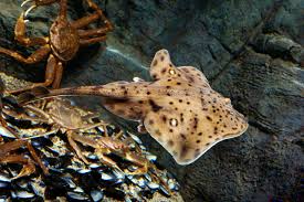 Image result for Leucoraja ocellata