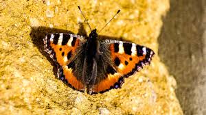 Attēlu rezultāti vaicājumam “Aglais urticae upperside”