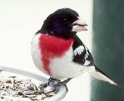 Image result for Pheucticus ludovicianus