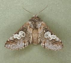 Attēlu rezultāti vaicājumam “Diloba caeruleocephala larva”