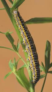 Attēlu rezultāti vaicājumam “Calophasia lunula larva”