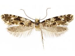 Attēlu rezultāti vaicājumam “Nemapogon cloacella”