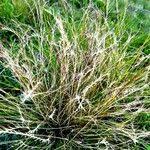 Attēlu rezultāti vaicājumam “Nardus stricta fruit”