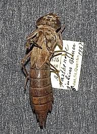 Attēlu rezultāti vaicājumam “Anax parthenope”