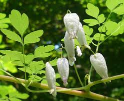 Image result for Adlumia fungosa