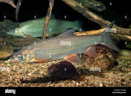 Image result for Chondrostoma nasus