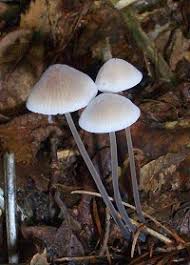 Attēlu rezultāti vaicājumam “Mycena filopes”