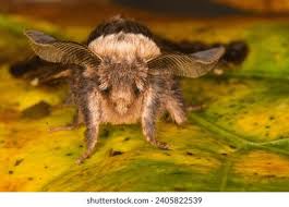 Attēlu rezultāti vaicājumam “Agrochola helvola imago”