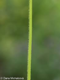 Attēlu rezultāti vaicājumam “Viola mirabilis leaf”