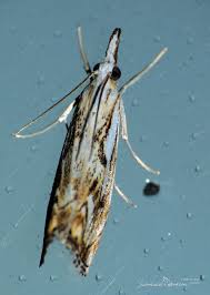 Attēlu rezultāti vaicājumam “Catoptria fulgidella”