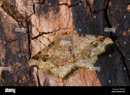 Attēlu rezultāti vaicājumam “Macaria alternata”