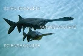 Image result for Polyodon spathula