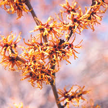 Attēlu rezultāti vaicājumam “Hamamelis vernalis leaf”