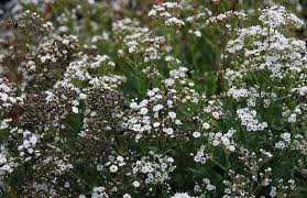 Attēlu rezultāti vaicājumam “Gypsophila paniculata leaf”