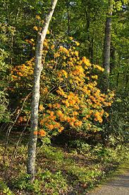Attēlu rezultāti vaicājumam “Rhododendron calendulaceum”