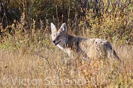 Image result for Hartlepool Coyotes