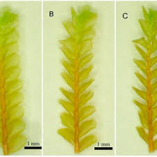 Attēlu rezultāti vaicājumam “Plagiochila porelloides”