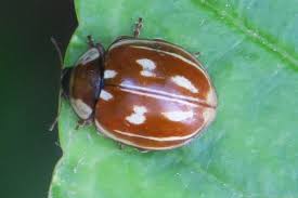 Attēlu rezultāti vaicājumam “Myzia oblongoguttata”