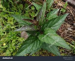 Attēlu rezultāti vaicājumam “Scrophularia nodosa”