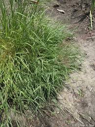 Attēlu rezultāti vaicājumam “Agrostis stolonifera”