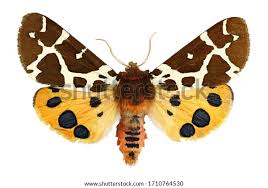 Attēlu rezultāti vaicājumam “Arctia caja imago”