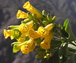Attēlu rezultāti vaicājumam “Nicotiana tabacum flower”