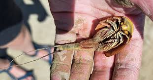 Attēlu rezultāti vaicājumam “Trioza dispar nymph”