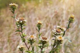 Attēlu rezultāti vaicājumam “Carlina biebersteinii flower”