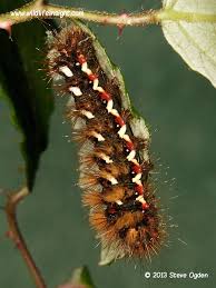 Attēlu rezultāti vaicājumam “Acronicta rumicis”