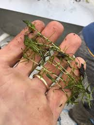 Attēlu rezultāti vaicājumam “Callitriche hermaphroditica”