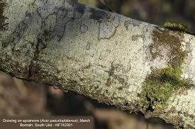 Attēlu rezultāti vaicājumam “Thelotrema lepadinum”