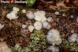 Attēlu rezultāti vaicājumam “Exidia thuretiana”