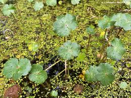Attēlu rezultāti vaicājumam “Hydrocotyle vulgaris flower”