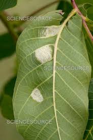 Attēlu rezultāti vaicājumam “Juglans regia leaf”