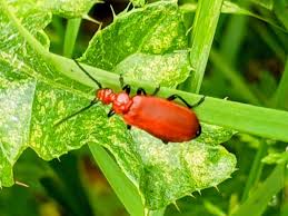 Attēlu rezultāti vaicājumam “Pyrochroidae imago”