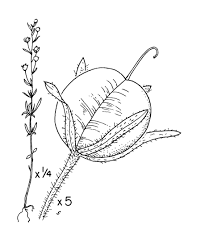 Attēlu rezultāti vaicājumam “Microrrhinum minus”